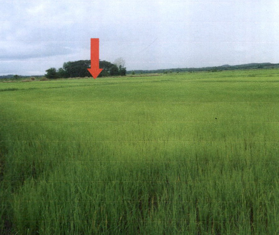 ขายทอดตลาด ที่ดินว่างเปล่า จ.เชียงราย