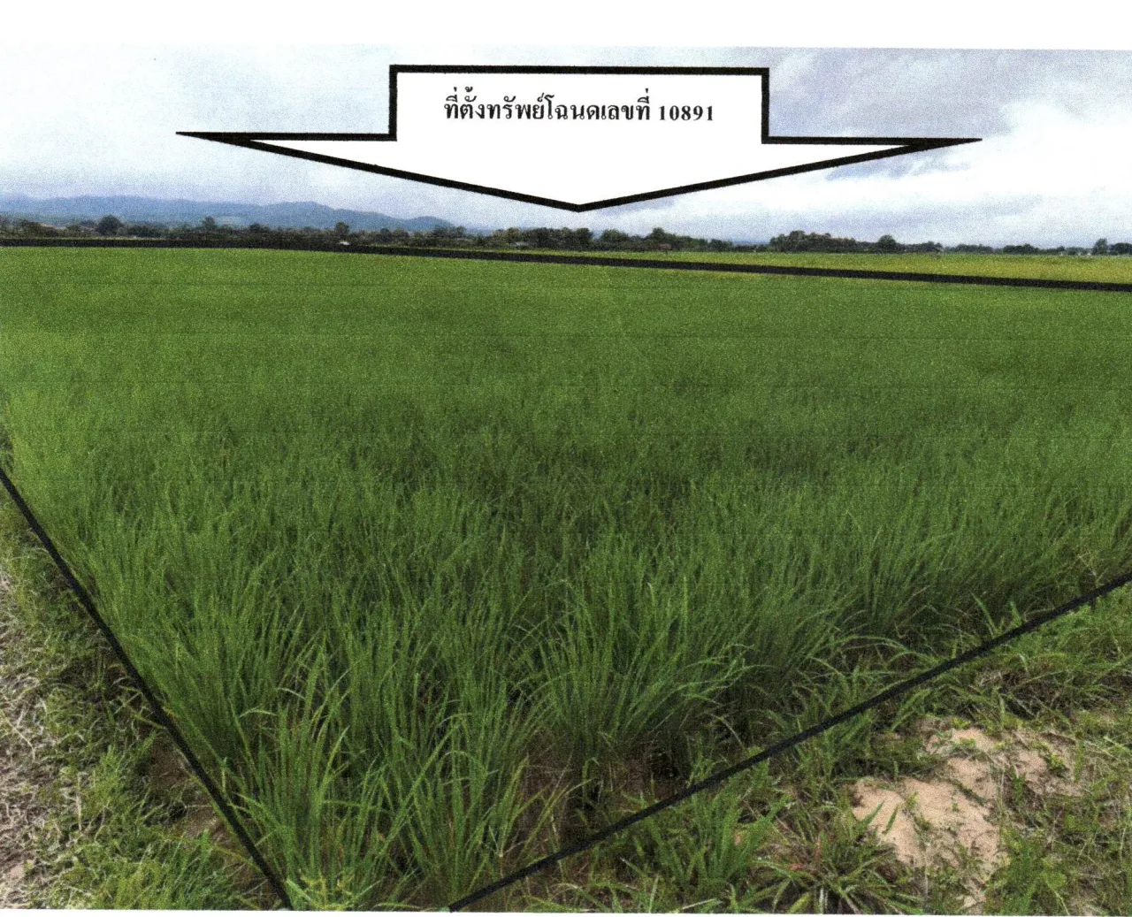 ขายทอดตลาด ที่ดินว่างเปล่า จ.น่าน