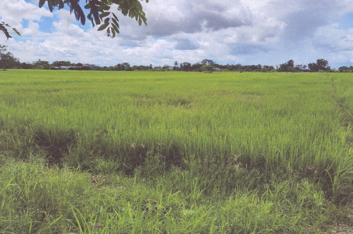 ขายทอดตลาด ที่ดินว่างเปล่า จ.เชียงราย