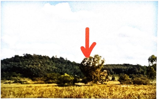 ขายทอดตลาด ที่ดินว่างเปล่า ต.ดอยลาน อ.เมืองเชียงราย จ.เชียงราย