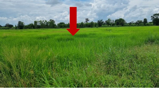 ขายทอดตลาด ที่ดินว่างเปล่า จ.บุรีรัมย์