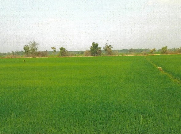 ขายทอดตลาด ที่ดินว่างเปล่า ต.เขาคีริส อ.พรานกระต่าย จ.กำแพงเพชร