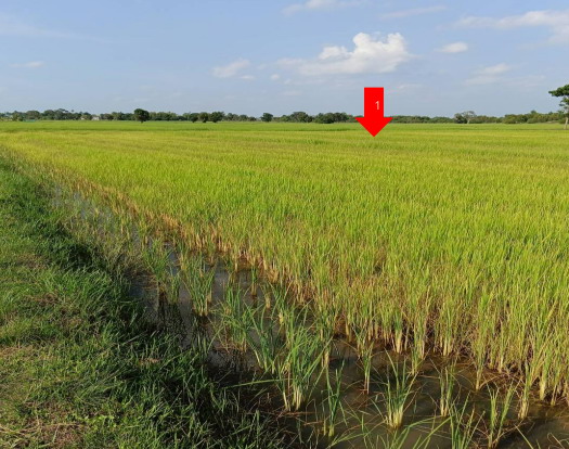 ขายทอดตลาด ที่ดินว่างเปล่า จ.บุรีรัมย์