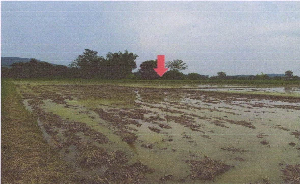 ขายทอดตลาด ที่ดินว่างเปล่า ต.ทรายขาว อ.พาน จ.เชียงราย