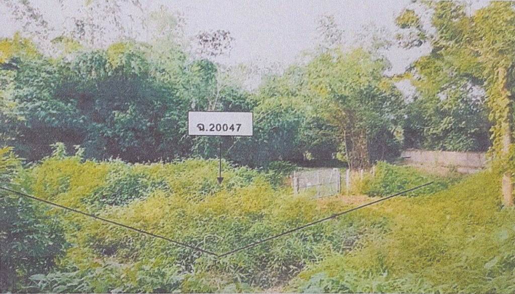 ขายทอดตลาด ที่ดินว่างเปล่า ต.ป่าตึง อ.แม่จัน จ.เชียงราย