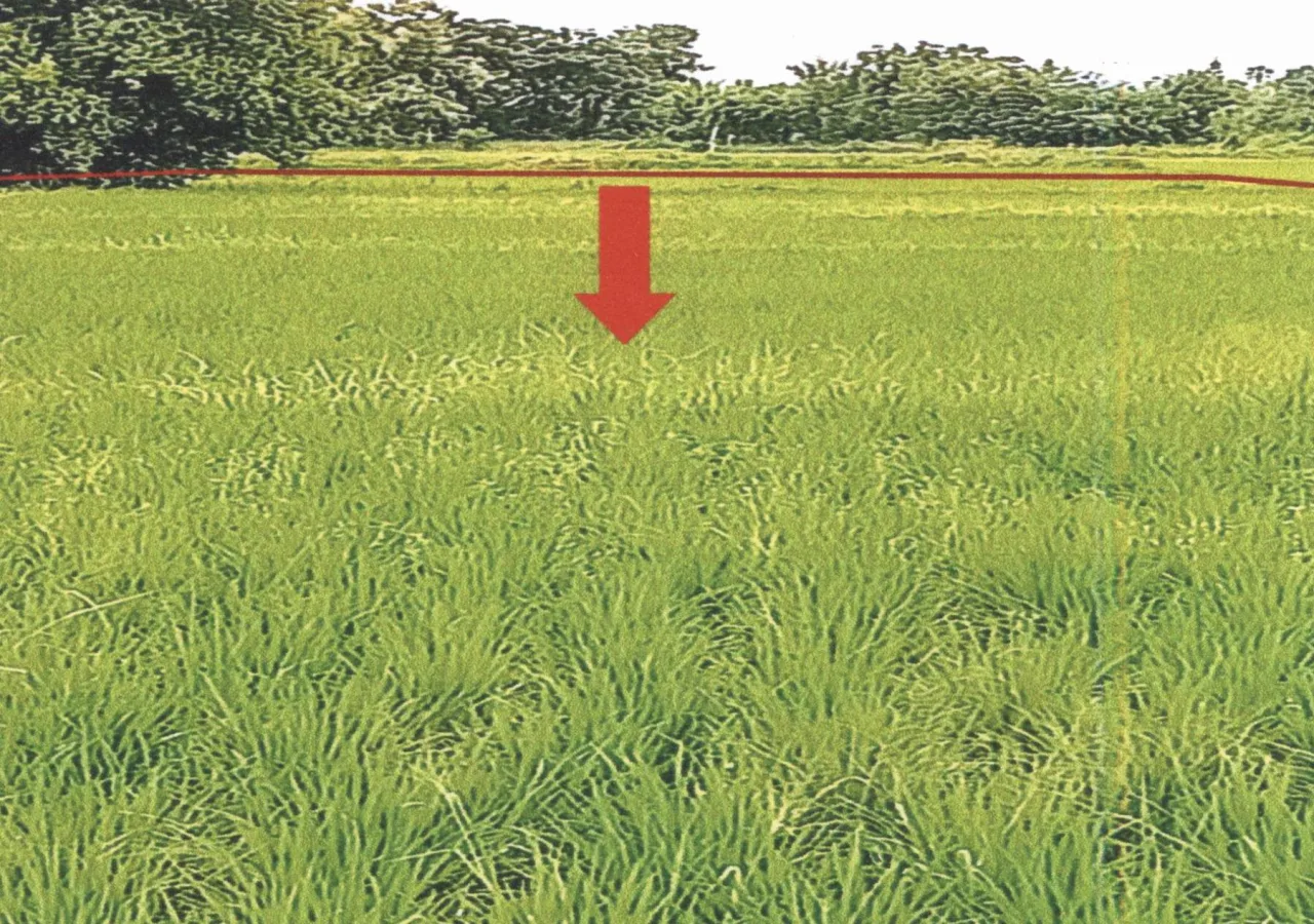 ขายทอดตลาด ที่ดินว่างเปล่า ต.น้ำชำ อ.สูงเม่น จ.แพร่