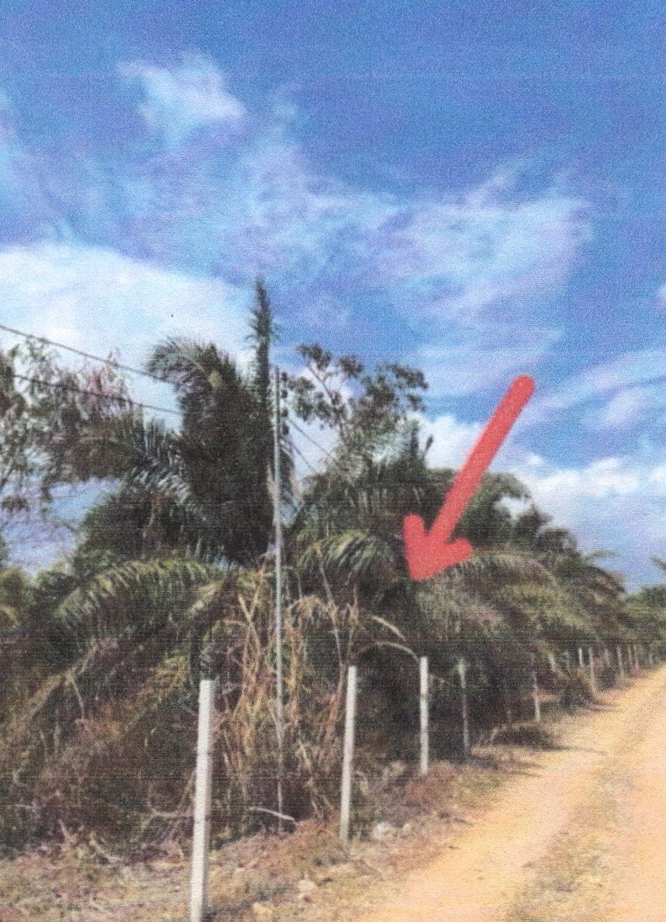 ขายทอดตลาด ที่ดินว่างเปล่า จ.ประจวบคีรีขันธ์