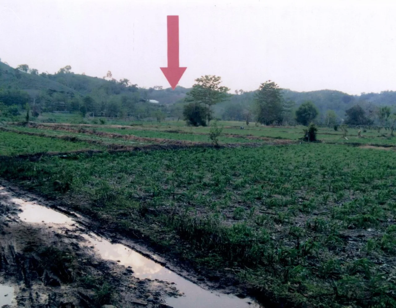ขายทอดตลาด ที่ดินว่างเปล่า ต.เจดีย์ชัย อ.ปัว จ.น่าน