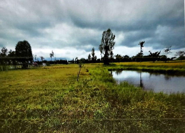 ขายทอดตลาด ที่ดินว่างเปล่า จ.ศรีสะเกษ