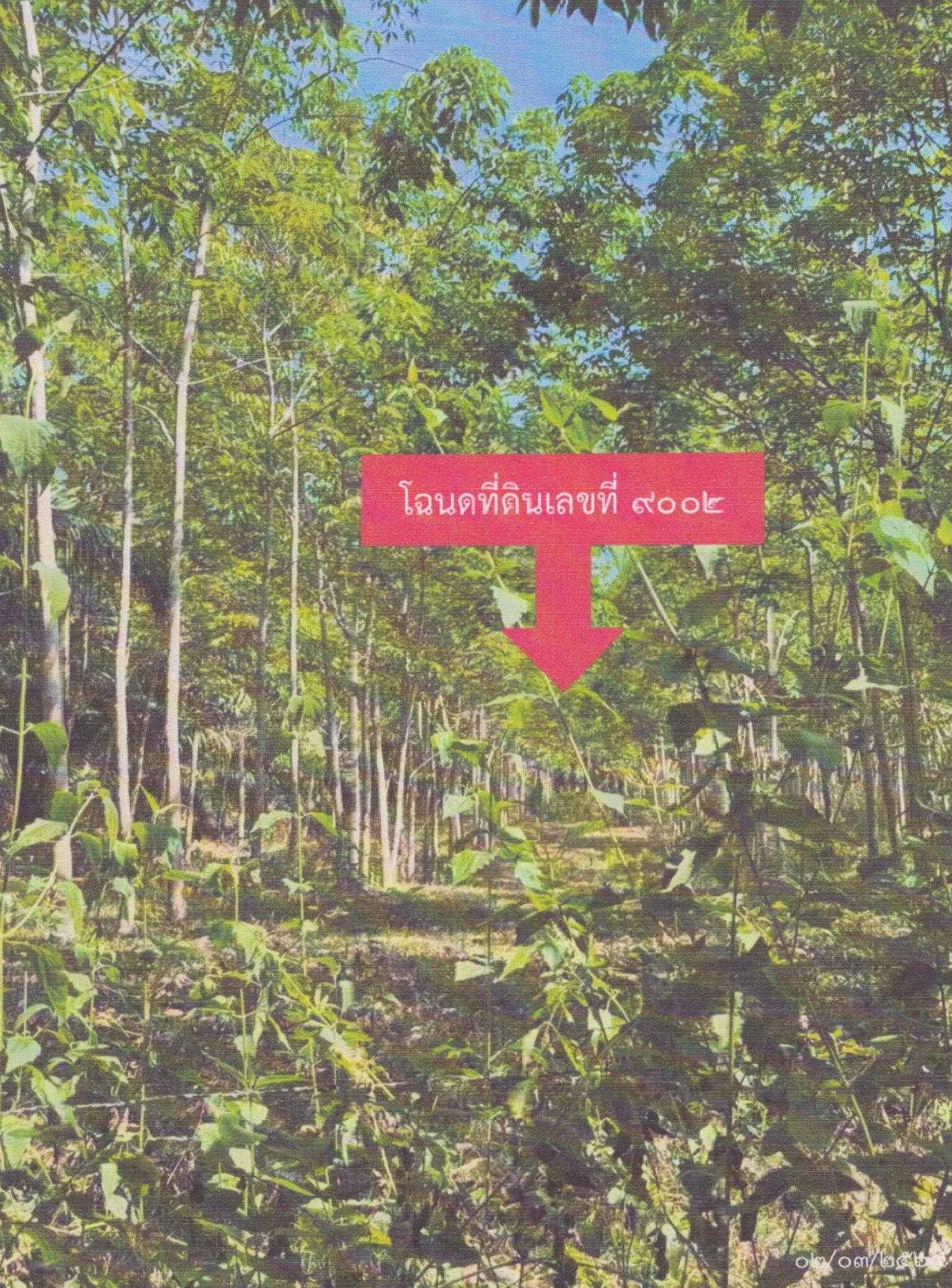 ขายทอดตลาด ที่ดินว่างเปล่า ต.เขาวิเศษ อ.วังวิเศษ จ.ตรัง