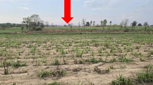 ขายทอดตลาด ที่ดินว่างเปล่า จ.มหาสารคาม