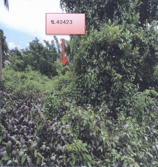 ขายทอดตลาด ที่ดินว่างเปล่า จ.สกลนคร