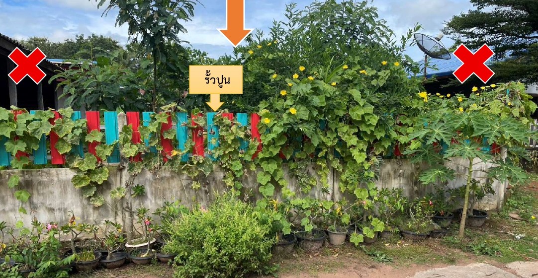 ขายทอดตลาด ที่ดินพร้อมสิ่งปลูกสร้าง ต.ม่วงไข่ อ.พังโคน จ.สกลนคร