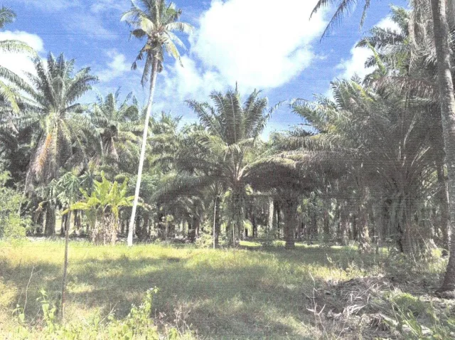ขายทอดตลาด ที่ดินว่างเปล่า ต.บางสน อ.ปะทิว จ.ชุมพร