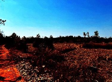 ขายทอดตลาด ที่ดินว่างเปล่า ต.เชียงเครือ อ.เมืองสกลนคร จ.สกลนคร