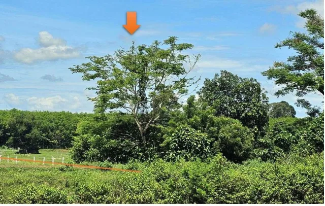 ขายทอดตลาด ที่ดินว่างเปล่า ต.แมดนาท่ม อ.โคกศรีสุพรรณ จ.สกลนคร