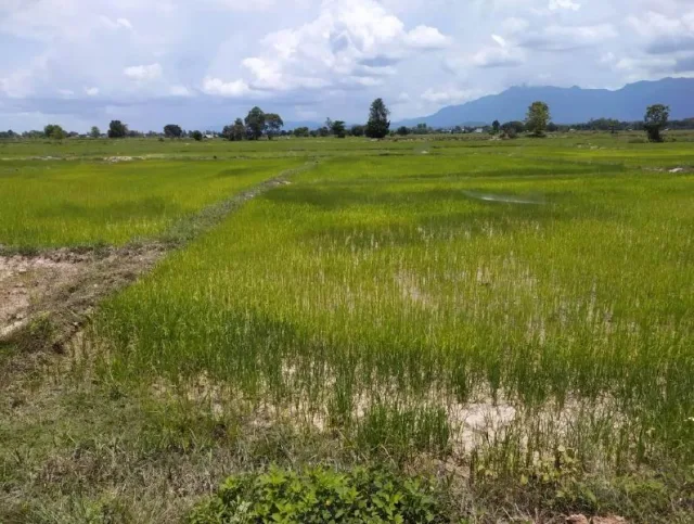 ขายทอดตลาด ที่ดินว่างเปล่า ต.บ้านใหม่ อ.เมืองพะเยา จ.พะเยา