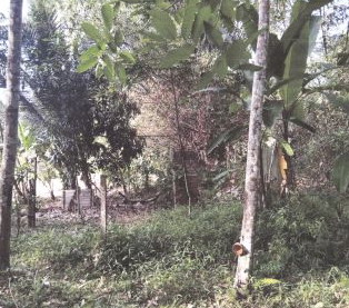 ขายทอดตลาด ที่ดินว่างเปล่า จ.สงขลา