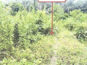 ขายทอดตลาด ที่ดินว่างเปล่า จ.สงขลา
