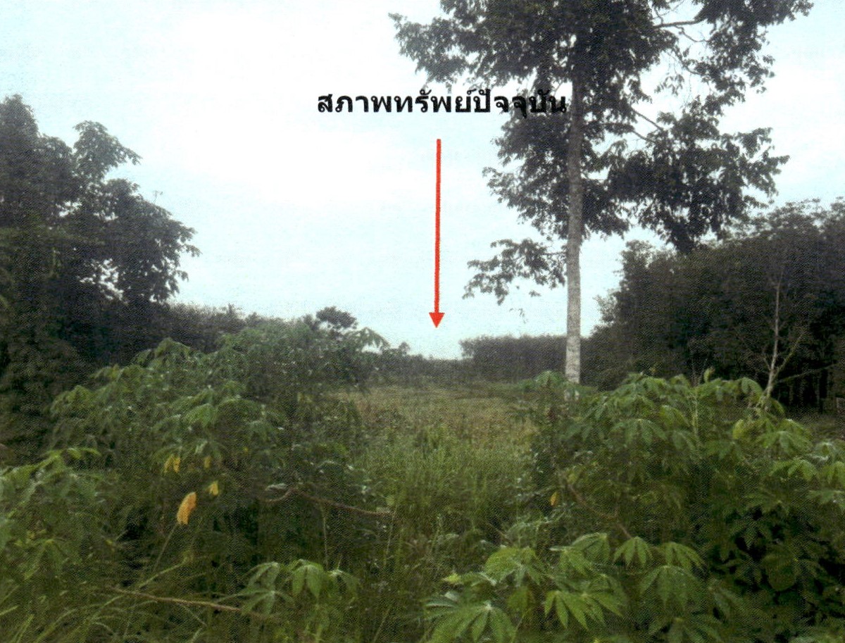 ขายทอดตลาด ที่ดินว่างเปล่า จ.สงขลา