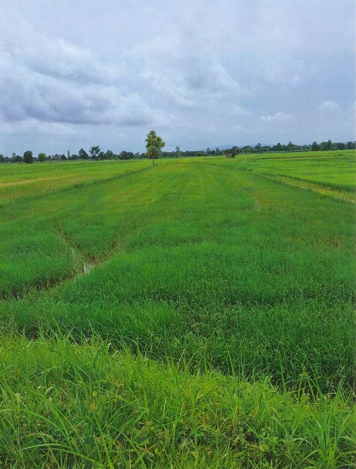 ขายทอดตลาด ที่ดินว่างเปล่า ต.บ้านดง อ.อุบลรัตน์ จ.ขอนแก่น