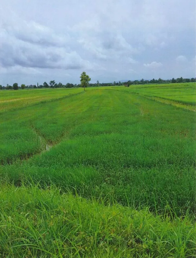ขายทอดตลาด ที่ดินว่างเปล่า ต.บ้านดง อ.อุบลรัตน์ จ.ขอนแก่น