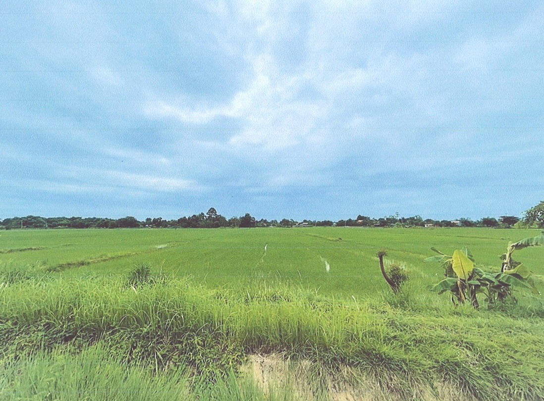 ขายทอดตลาด ที่ดินว่างเปล่า ต.หนองตูม อ.เมืองขอนแก่น จ.ขอนแก่น