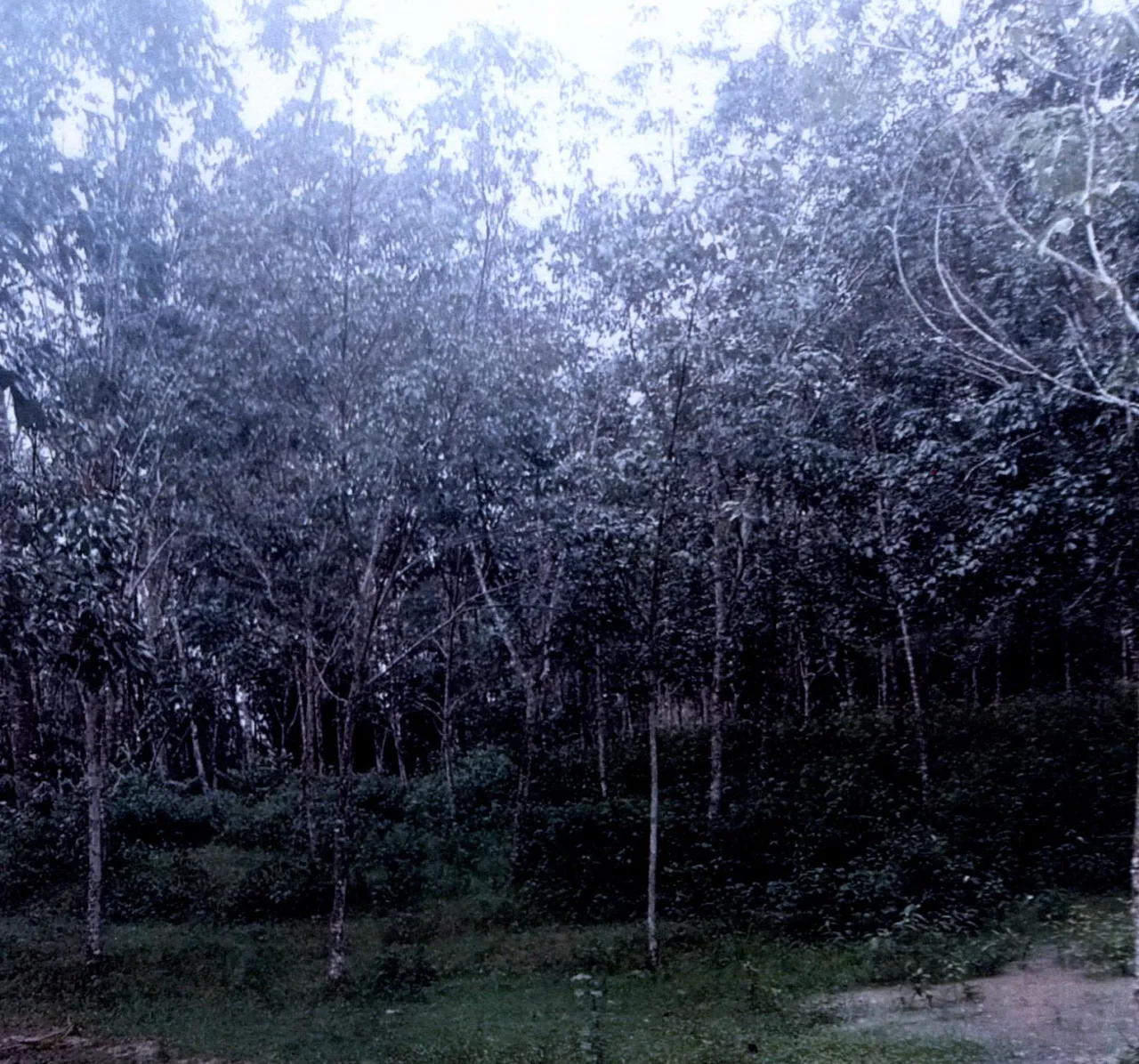 ขายทอดตลาด ที่ดินว่างเปล่า จ.สงขลา