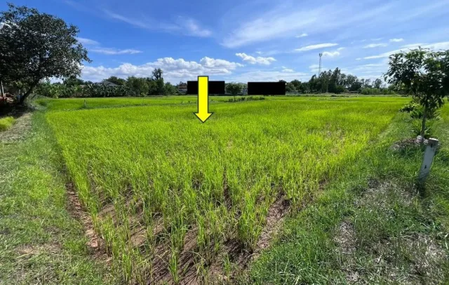 ขายทอดตลาด ที่ดินว่างเปล่า ต.แดงใหญ่ อ.เมืองขอนแก่น จ.ขอนแก่น