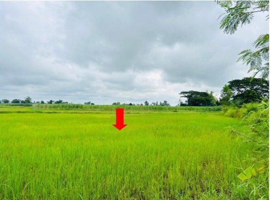 ขายทอดตลาด ที่ดินว่างเปล่า ต.หนองกุง อ.น้ำพอง จ.ขอนแก่น