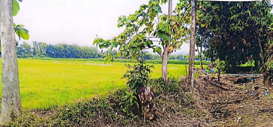 ขายทอดตลาด ที่ดินว่างเปล่า ต.นายม อ.เมืองเพชรบูรณ์ จ.เพชรบูรณ์