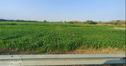 ขายทอดตลาด ที่ดินว่างเปล่า ต.น้ำร้อน อ.เมืองเพชรบูรณ์ จ.เพชรบูรณ์