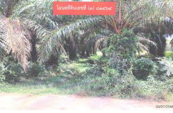 ขายทอดตลาด ที่ดินว่างเปล่า จ.สงขลา
