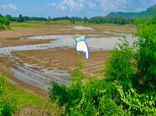 ขายทอดตลาด ที่ดินว่างเปล่า ต.น้ำร้อน อ.เมืองเพชรบูรณ์ จ.เพชรบูรณ์