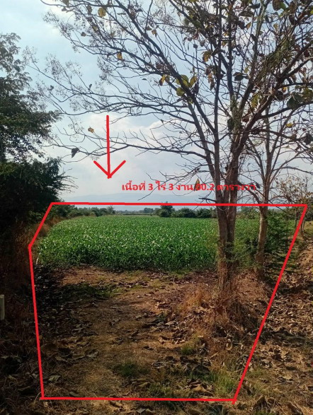 ขายทอดตลาด ที่ดินว่างเปล่า ต.ดงมูลเหล็ก อ.เมืองเพชรบูรณ์ จ.เพชรบูรณ์