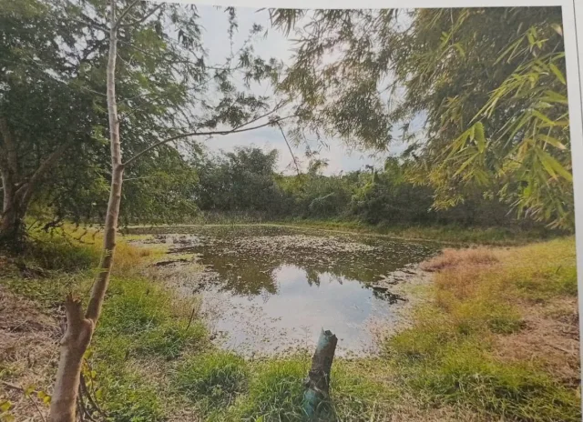 ขายทอดตลาด ที่ดินว่างเปล่า ต.วังชมภู อ.เมืองเพชรบูรณ์ จ.เพชรบูรณ์