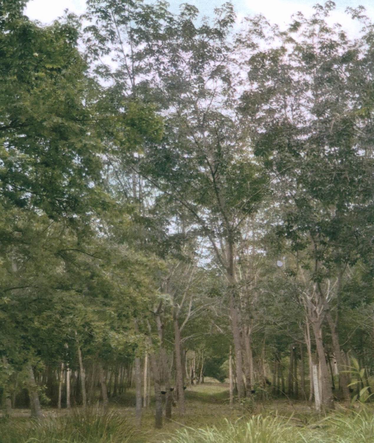 ขายทอดตลาด ที่ดินว่างเปล่า จ.สงขลา