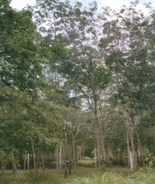 รูปทรัพย์ 1