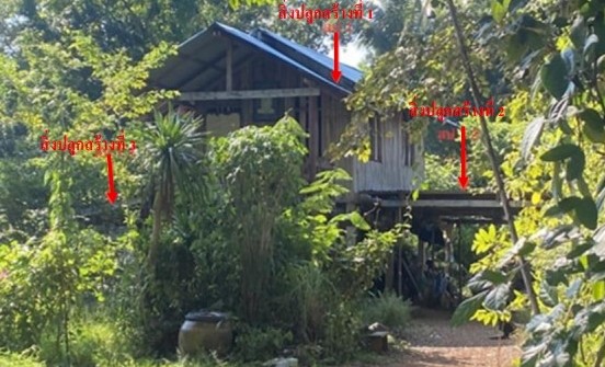 ขายทอดตลาด ที่ดินพร้อมสิ่งปลูกสร้าง ต.นาป่า อ.เมืองเพชรบูรณ์ จ.เพชรบูรณ์