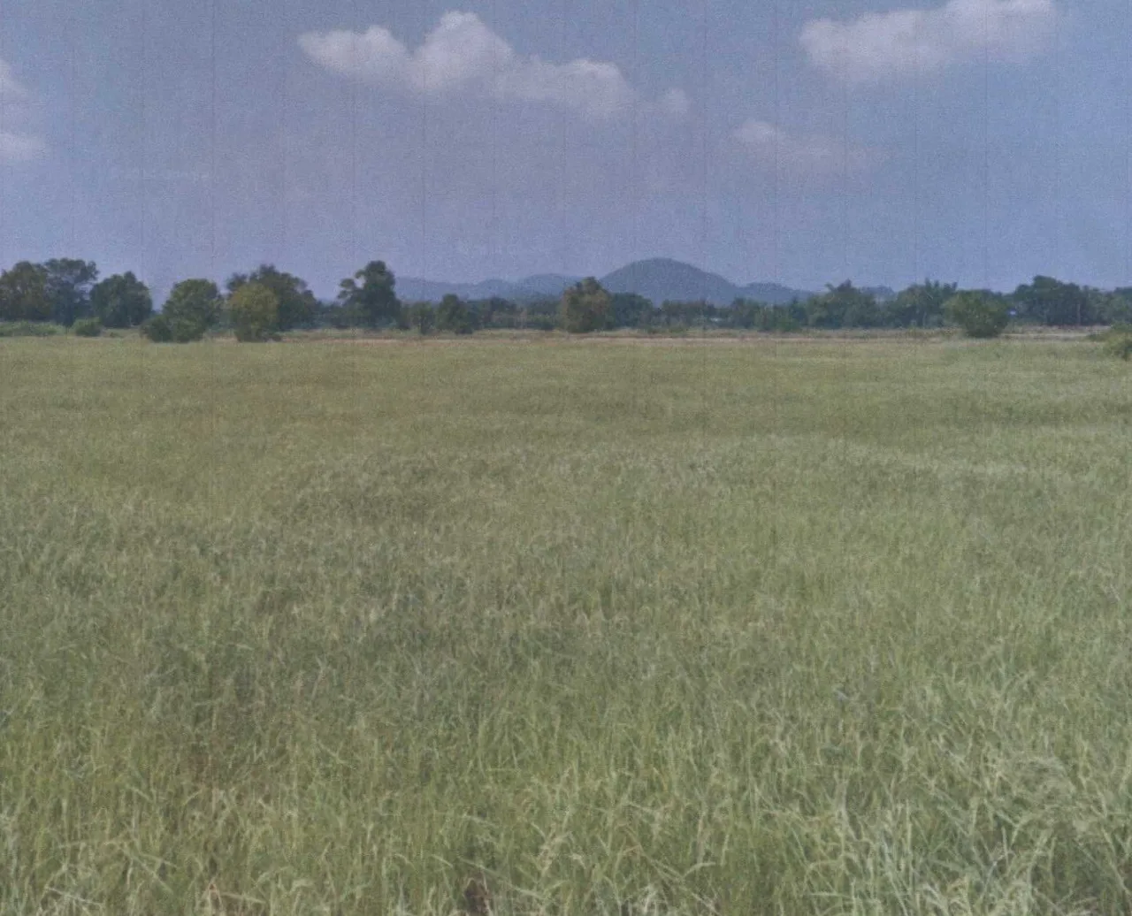 ขายทอดตลาด ที่ดินว่างเปล่า ต.ชนแดน อ.ชนแดน จ.เพชรบูรณ์