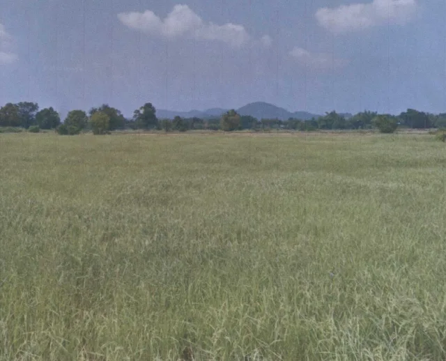ขายทอดตลาด ที่ดินว่างเปล่า ต.ชนแดน อ.ชนแดน จ.เพชรบูรณ์