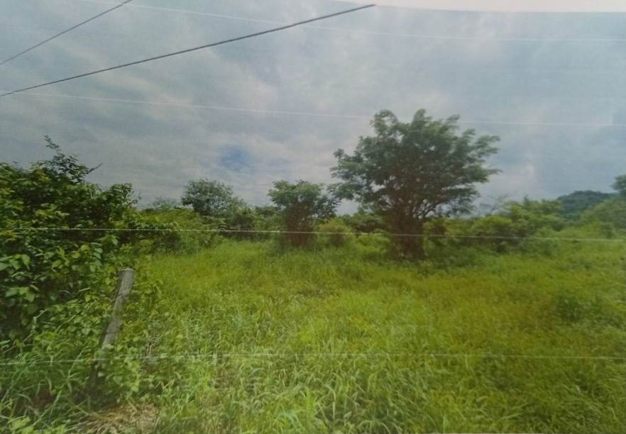 ขายทอดตลาด ที่ดินว่างเปล่า ต.บ้านโตก อ.เมืองเพชรบูรณ์ จ.เพชรบูรณ์