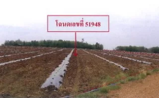 รูปทรัพย์ 4