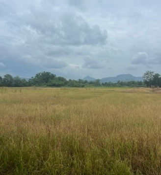 ขายทอดตลาด ที่ดินว่างเปล่า ต.ห้วยสะแก อ.เมืองเพชรบูรณ์ จ.เพชรบูรณ์