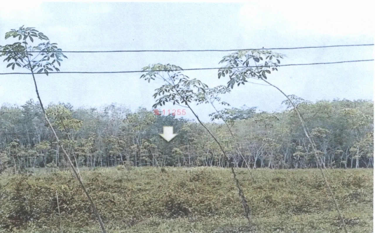 ขายทอดตลาด ที่ดินว่างเปล่า ต.ปริก อ.สะเดา จ.สงขลา