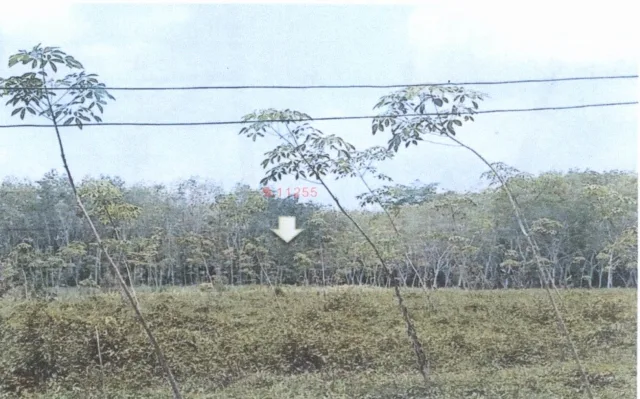 ขายทอดตลาด ที่ดินว่างเปล่า ต.ปริก อ.สะเดา จ.สงขลา