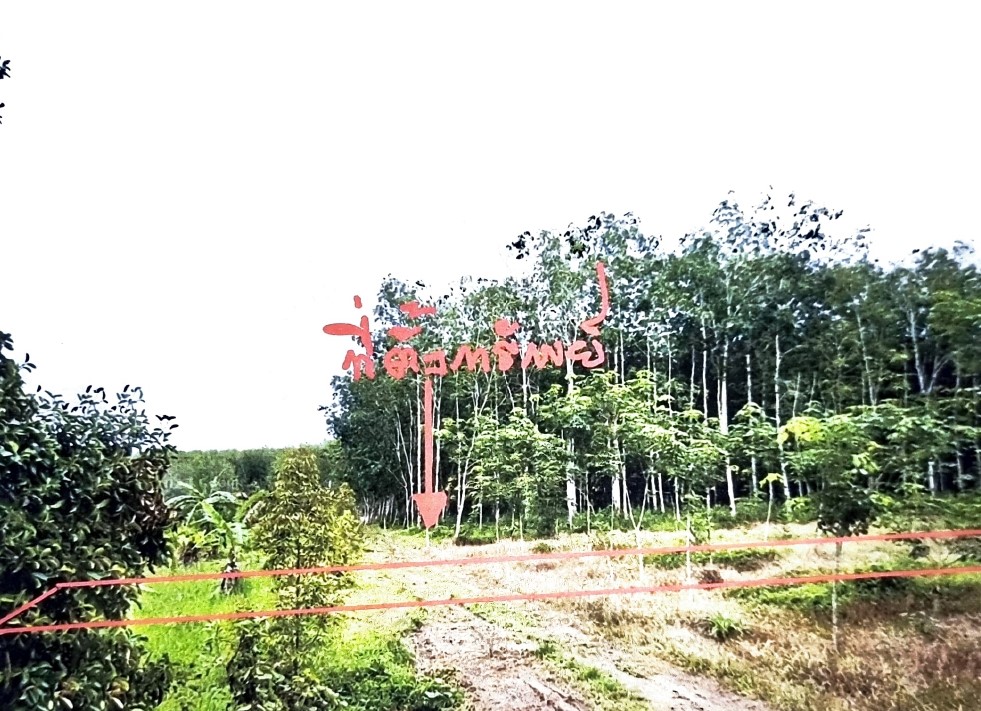 ขายทอดตลาด ที่ดินว่างเปล่า ต.บางด้วน อ.ปะเหลียน จ.ตรัง