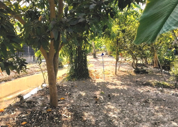 ขายทอดตลาด ที่ดินว่างเปล่า ต.บึงน้ำรักษ์ อ.บางน้ำเปรี้ยว จ.ฉะเชิงเทรา
