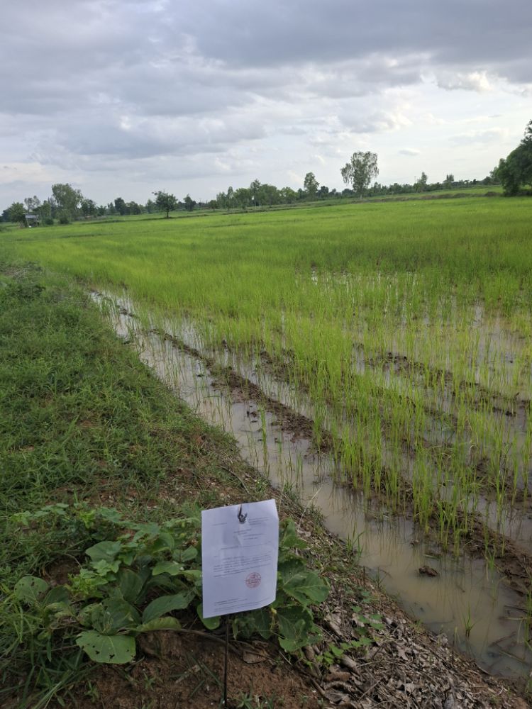 ขายทอดตลาด ที่ดินว่างเปล่า ต.เขวาใหญ่ อ.กันทรวิชัย จ.มหาสารคาม