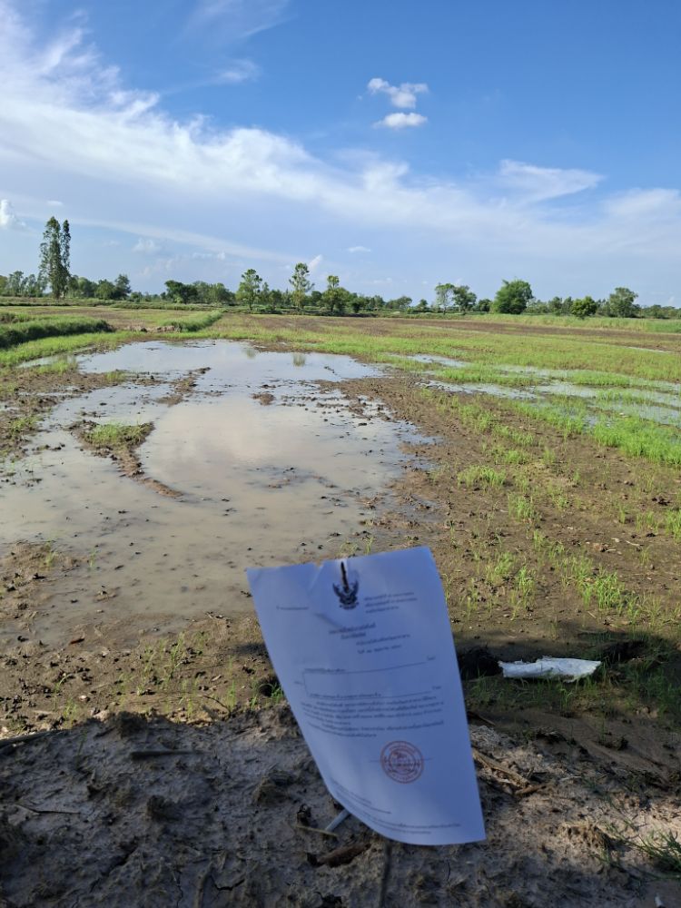 ขายทอดตลาด ที่ดินว่างเปล่า ต.หนองซอน อ.เชียงยืน จ.มหาสารคาม
